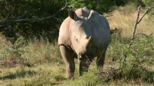 Rhinos are increasingly being poached for their horns. (9NEWS)