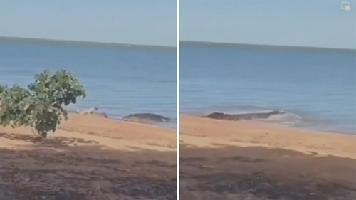 A Far North Queensland crocodile snatched a pet dog from the shore.