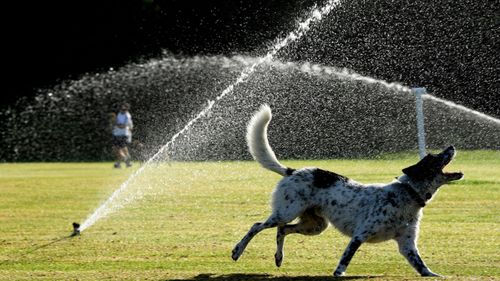 A dog cools off in Sydney.