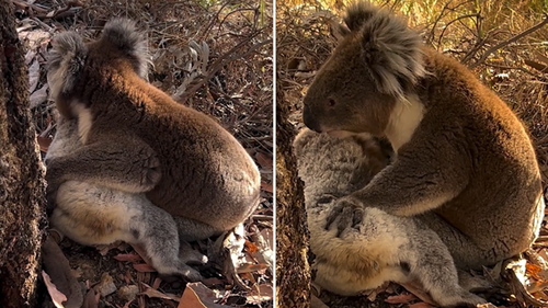 A koala 'mourning' a dead friend.