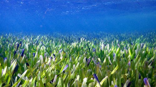 The giant patch of seagrass is the oldest and largest single plant in the world.