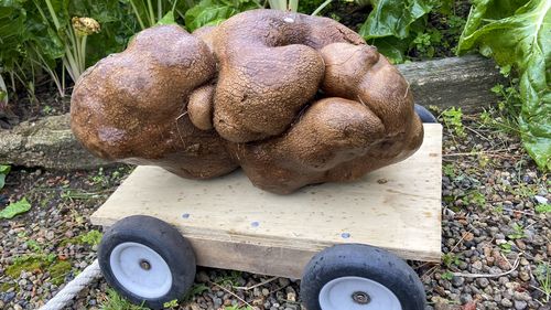 The New Zealand couple dug up a potato the size of a small dog in their backyard and have applied for recognition from Guinness World Records. 