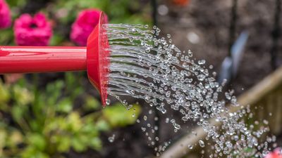 How to water your garden