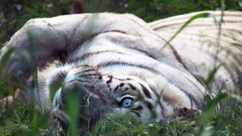 White tigers kill newly employed park keeper in India