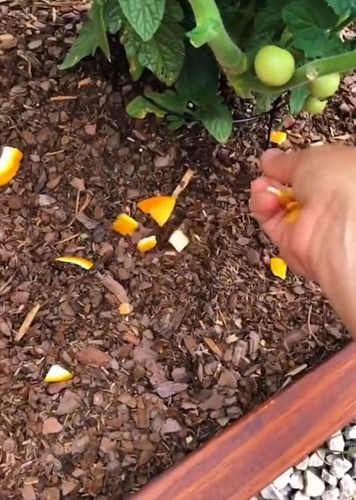TikTok gardening hack orange peels pests aphids slugs bugs insects