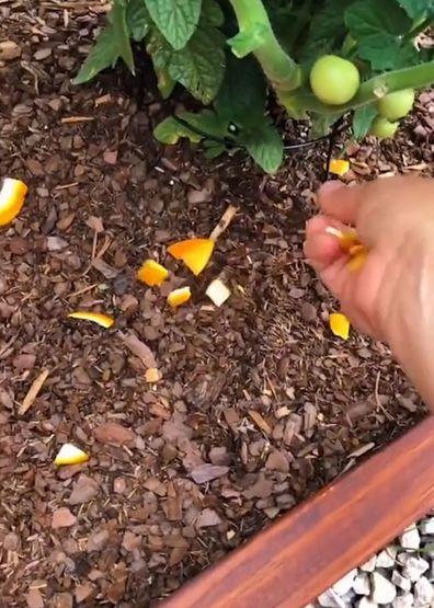 Using orange peel to deter pests – an organic way to regain control over  your garden, Lifestyle