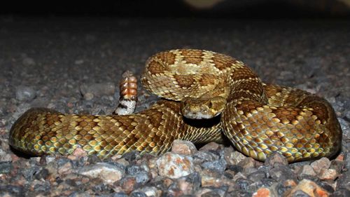 The Mojave rattlesnake is one of the most venomous snakes in North America.