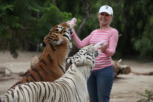 Patty Perry suffered injuries to her head and neck when she got caught between two roughhousing tigers.