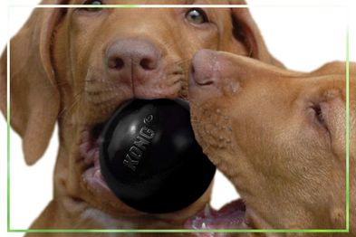 9pr: KONG Extreme Rubber Ball Dog Toy