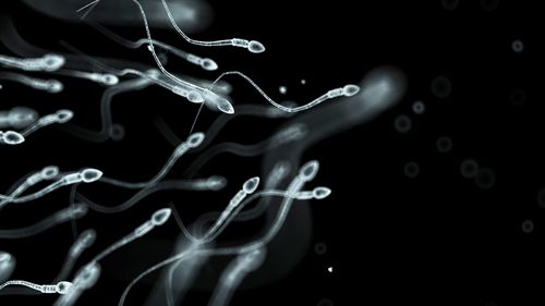 The High Court has determined a sperm donor is a parent because he is involved in the child's life.