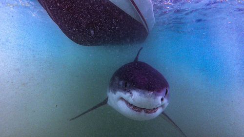 'Paulie' a great white shark photographed by The Atlantic White Shark Conservancy Sharktivity App.