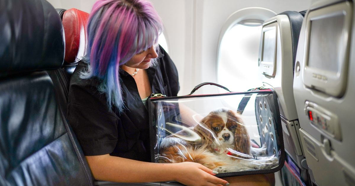 Pets on planes: Majority of Aussies want to know if animals will be on their flight, Nine poll