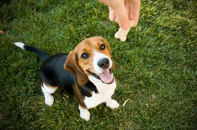 Dog receiving a dog treat. Dog being rewarded. Puppy training.