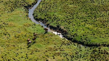 Wild Brumbies seen in the park from a NSW National Parks and Wildlife Service helicopter.