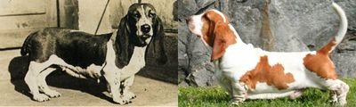 <strong>Basset hound</strong>