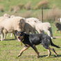 Dogs competing for the title of the hardest working dog