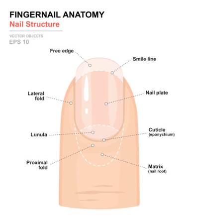 Fingernail anatomy