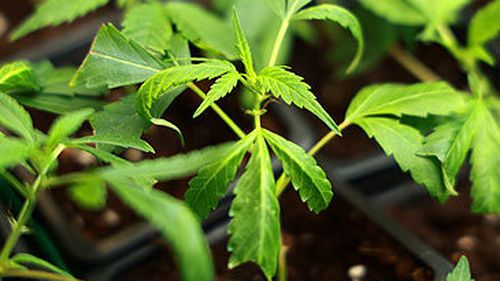 Plants de maconha (Getty) (Getty)