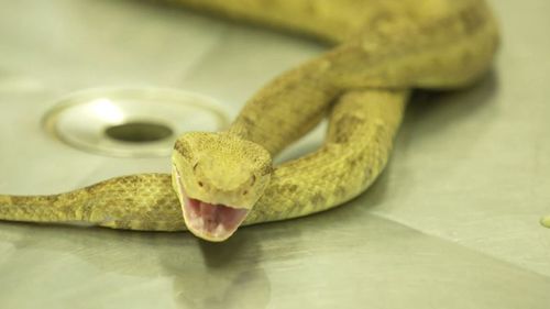 golden lancehead viper