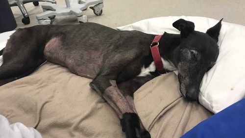 Elsa's vet bill was almost $20,000 after the poisoning.