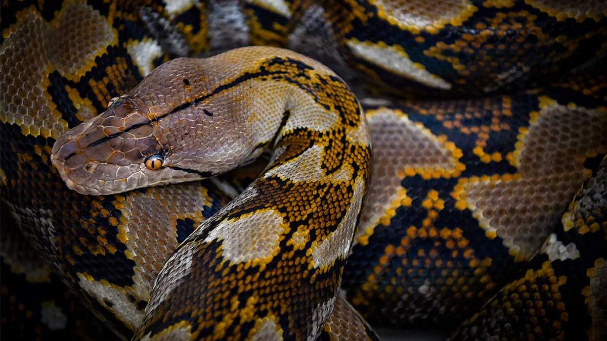 Grandmother killed and eaten by seven metre snake in Indonesia