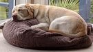 Toby a "pampered labrador loves snoozing in his beanbag, his owner Belinda said.