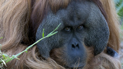 Orangutan from Adelaide Zoo ‘releases’ jazz song for 'World Orangutan Day' 
