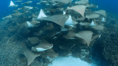The cownose ray, is a species of eagle ray, which is typically  found throughout the western Atlantic and Caribbean. 