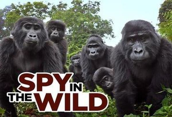 Spy in the Wild