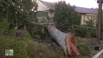 Giant branch crashes onto aged care complex