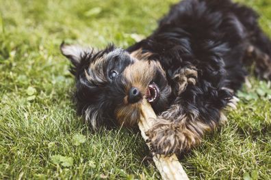 Dog chewing stick