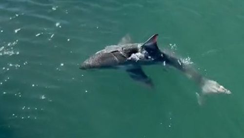 A﻿ skipper was left surprised to see a two-metre great white shark circling his boat at a marina south of Adelaide on the Fleurieu Peninsula.