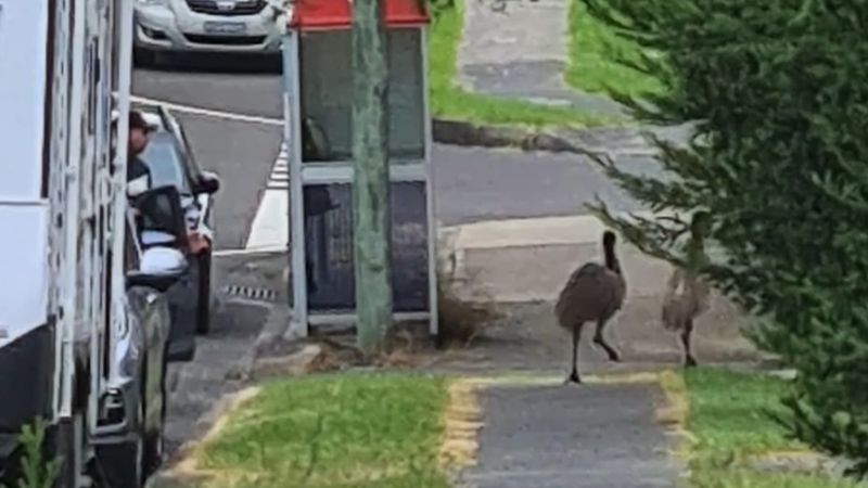 Emus on the run in Wollongong