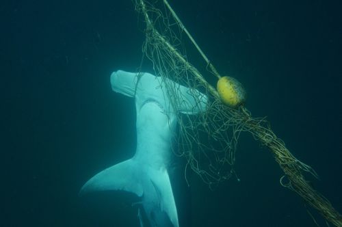 The Great Hammerhead shark died after becoming entangled in a shark net off Tallebudgera Beach on the Gold Coast. (AAP/PR handout)
