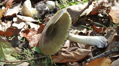 Death cap mushrooms