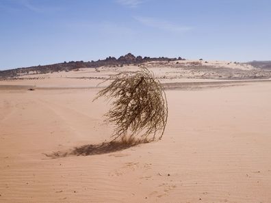 Tumbleweed rolling across desert