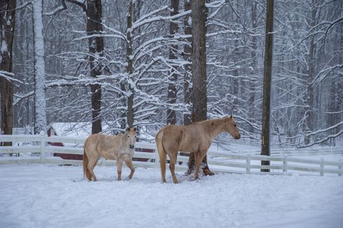 Two horses in their paddock after a winter storm dumped a blanket of snow in Virginia.