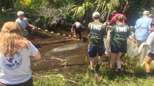 Hurricane Hermine leaves manatees stranded in ditch