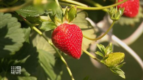 Perth strawberries 