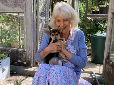 Queen Camilla with her new puppy, Moley