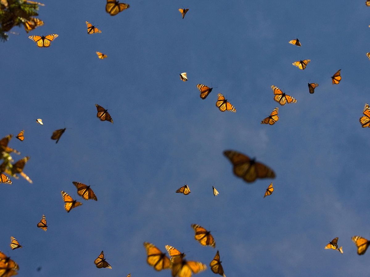 Monarch Butterfly Population Moves Closer To Extinction