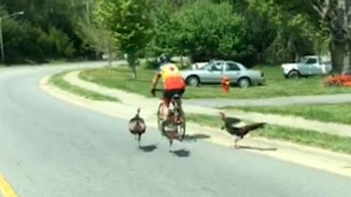 A trio of turkeys have been caught on camera causing a cyclist some grief as he pedalled along a suburban street in North Carolina in the United States. Picture: Supplied.