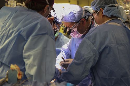 Surgeons perform the worlds first genetically modified pig kidney transplant into a living human at Massachusetts General Hospital, Saturday, March 16, 2024, in Boston, Mass. (Massachusetts General Hospital via AP)