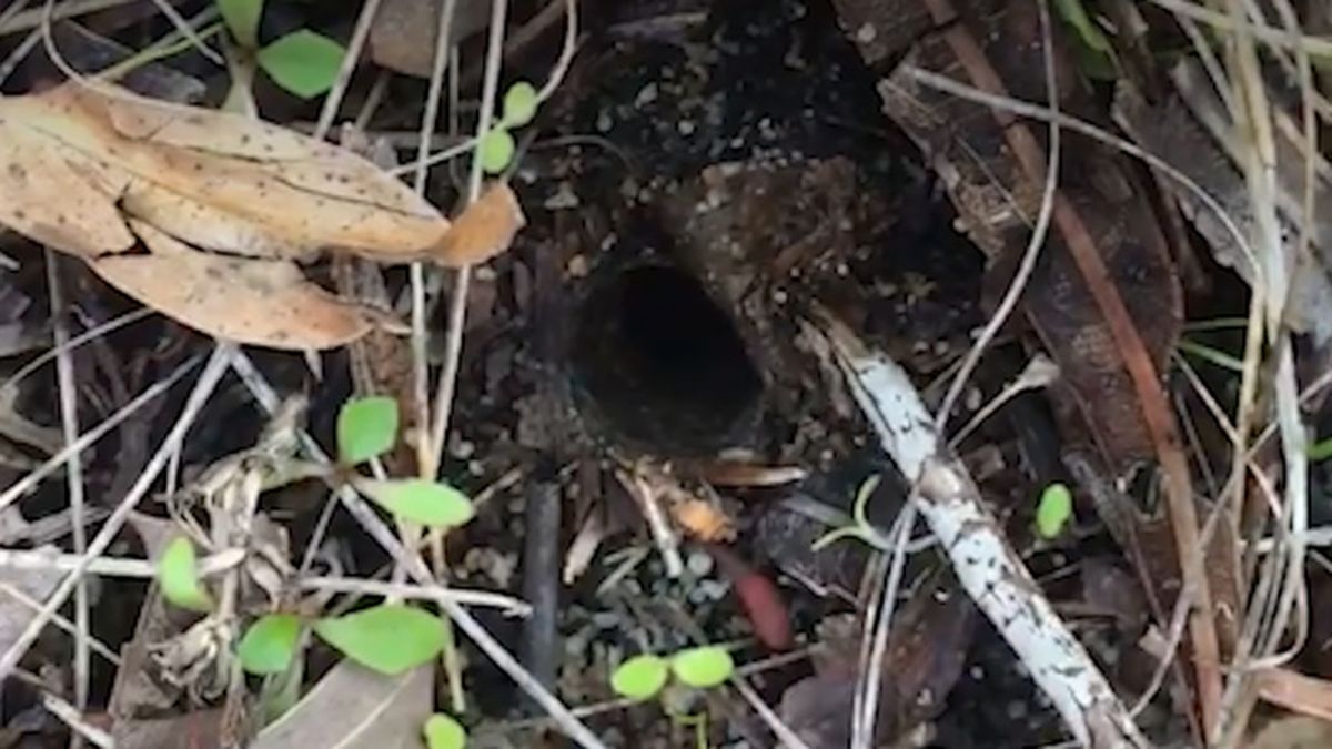 Thirsty Male Trapdoor Spiders Face Fierce Predators To Look For