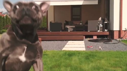 John the French bulldog either really likes drones, or is just a big fan of fetch. (Storyful)
