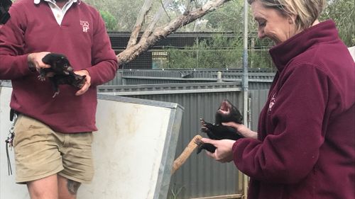 The four joeys were born as part of a special breeding program.
 (9NEWS/Chelsea Carey)