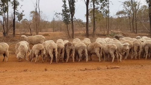 Weather experts warn conditions could get worse with the arrival of El Nino. Picture: 9NEWS