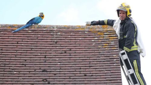 Jessie flew to another neighbour's roof