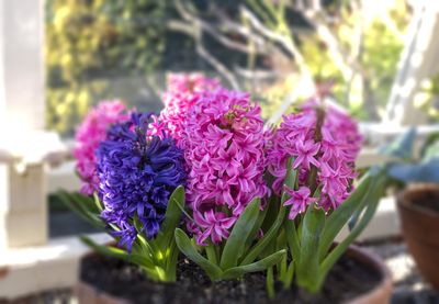 Hyacinths