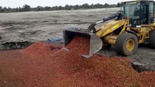 Strawberry needles contamination.